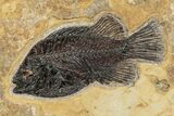 Green River Fossil Fish Mural With Diplomystus & Phareodus #206603-3